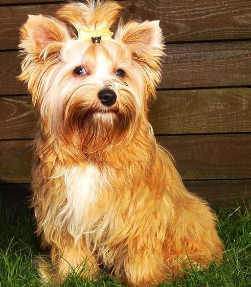 Image Result For Yorkshire Terrier Cores Preto E Canela